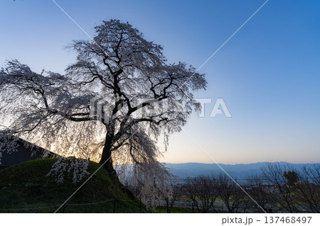 【桜素材】朝日を浴びる麻績の里の石塚桜【長野県】 【桜素材】朝日を浴びる麻績の里の石塚桜【長野県】 137468497