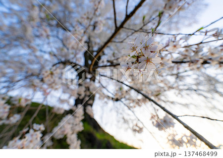 【桜素材】朝日を浴びる麻績の里の石塚桜【長野県】 【桜素材】朝日を浴びる麻績の里の石塚桜【長野県】 137468499