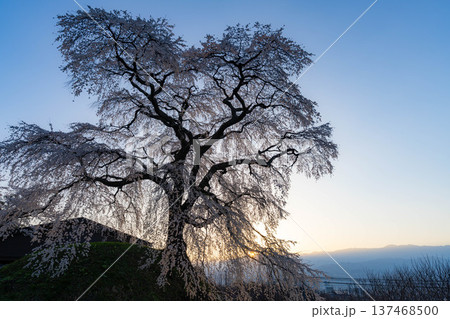 【桜素材】朝日を浴びる麻績の里の石塚桜【長野県】 【桜素材】朝日を浴びる麻績の里の石塚桜【長野県】 137468500