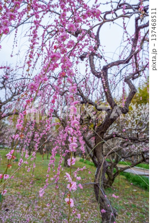 満開のしだれ梅（枝垂れ梅）ピンクの美しい春の花が咲く日本庭園 137468511