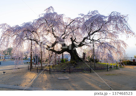 【桜素材】朝日を浴びる麻績の里の舞台桜【長野県】 137468523