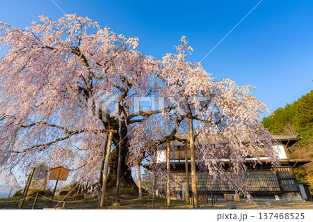 【桜素材】朝日を浴びる麻績の里の舞台桜【長野県】 137468525