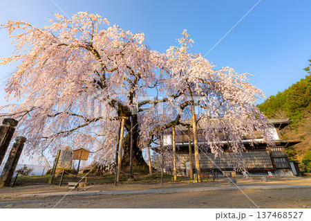 【桜素材】朝日を浴びる麻績の里の舞台桜【長野県】 【桜素材】朝日を浴びる麻績の里の舞台桜【長野県】 137468527