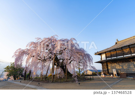 【桜素材】朝日を浴びる麻績の里の舞台桜【長野県】 【桜素材】朝日を浴びる麻績の里の舞台桜【長野県】 137468528