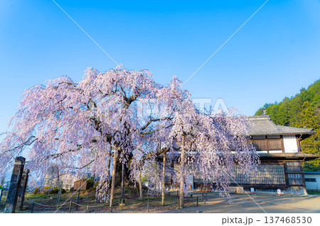 【桜素材】朝日を浴びる麻績の里の舞台桜【長野県】 【桜素材】朝日を浴びる麻績の里の舞台桜【長野県】 137468530
