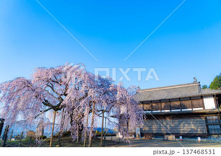 【桜素材】朝日を浴びる麻績の里の舞台桜【長野県】 【桜素材】朝日を浴びる麻績の里の舞台桜【長野県】 137468531