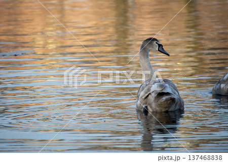 An elegant swan swimming in serene waters at dawn An elegant swan swimming in serene waters at dawn 137468838
