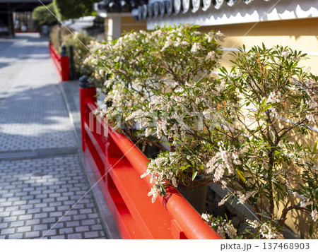 参道に咲くアセビの花 参道に咲くアセビの花 137468903