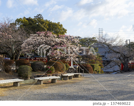 梅と山茶花の花 梅と山茶花の花 137469022