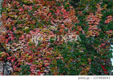 Autumn wall covered with Boston ivy leaves turning red yellow and green creating a natural textured background with rich seasonal colors Autumn wall covered with Boston ivy leaves turning red yellow and green creating a natural textured background with rich seasonal colors 137469043