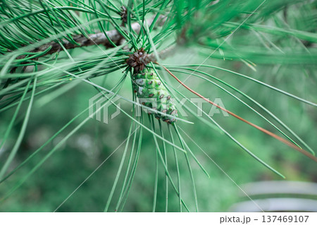 松ぼっくり 松ぼっくり 137469107