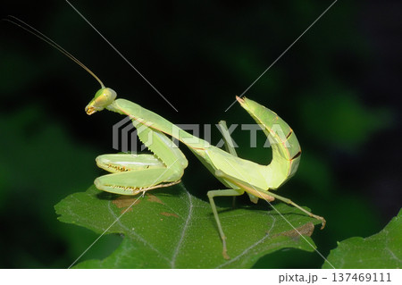 ムネアカハラビロカマキリの幼虫 137469111