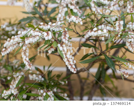 アセビの花のクローズアップ アセビの花のクローズアップ 137469114