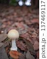 キノコ 137469117