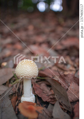 キノコ キノコ 137469117