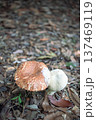 キノコ 137469119