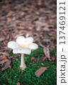 キノコ 137469121
