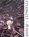 キノコ 137469122