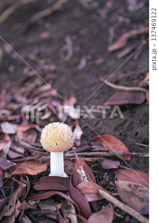 キノコ キノコ 137469122