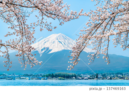 河口湖畔の桜と富士山 137469163