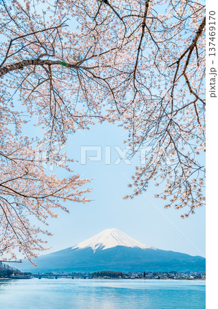 河口湖畔の桜と富士山 137469170