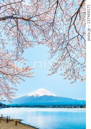 河口湖畔の桜と富士山 137469171