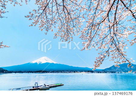 河口湖畔の桜と富士山 137469176