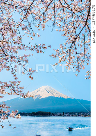 河口湖畔の桜と富士山 河口湖畔の桜と富士山 137469179