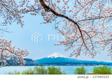 河口湖畔の桜と富士山 137469183