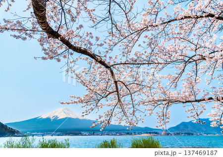 河口湖畔の桜と富士山 河口湖畔の桜と富士山 137469187