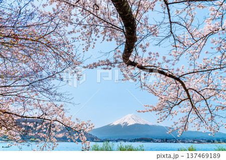 河口湖畔の桜と富士山 河口湖畔の桜と富士山 137469189