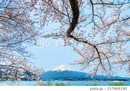 河口湖畔の桜と富士山 137469190