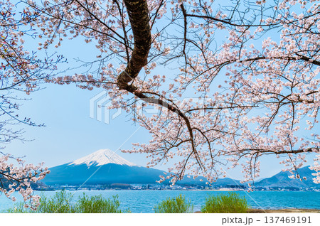 河口湖畔の桜と富士山 河口湖畔の桜と富士山 137469191