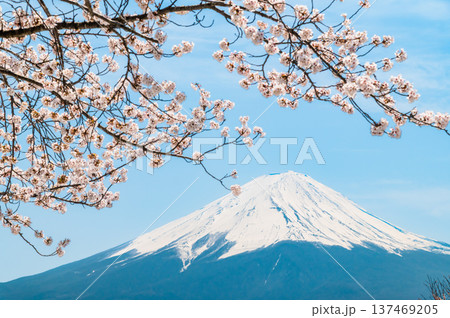 河口湖畔の桜と富士山 137469205