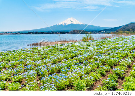 富士山とネモフィラ　河口湖大石公園 137469219