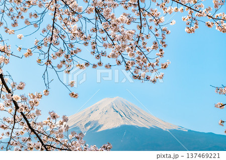 河口湖畔の桜と富士山 137469221