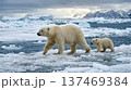 流氷の上を仲良く歩くホッキョクグマの親子 絆と生命力 全身 動物 137469384