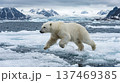 氷原を力強く駆け抜ける野生のホッキョクグマ 全身 動物 北極 137469385