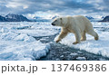 氷原を力強く駆け抜ける野生のホッキョクグマ 全身 動物 北極 137469386