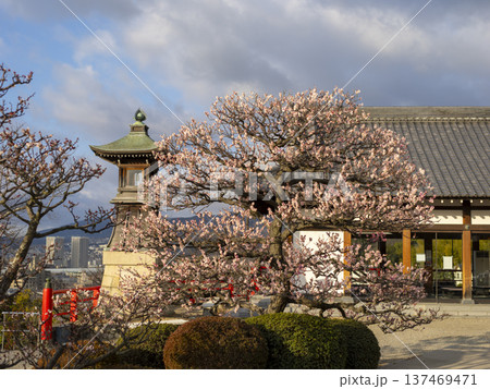 梅の花と常夜灯 梅の花と常夜灯 137469471