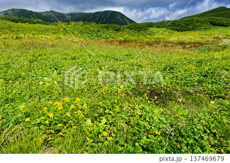 北アルプス・弓折岳稜線の花見平の花畑と双六岳 北アルプス・弓折岳稜線の花見平の花畑と双六岳 137469679
