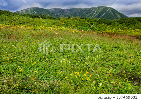 北アルプス・弓折岳稜線の花見平の花畑と双六岳 137469682