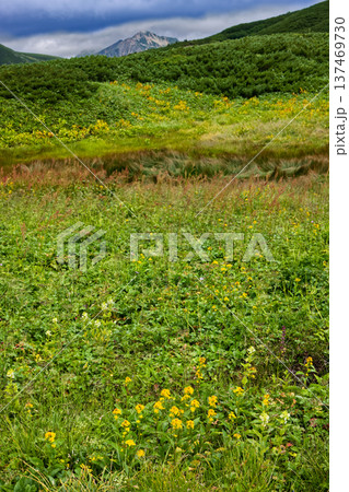 北アルプス・弓折岳稜線の花畑と鷲羽岳の眺め 137469730