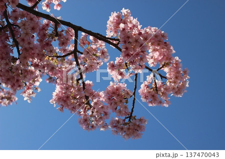 青空に映える桜 青空に映える桜 137470043