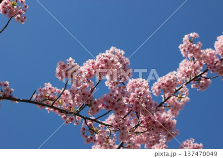 青空に映える桜 青空に映える桜 137470049