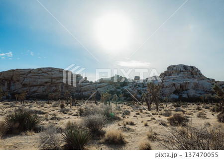 ジョシュアパワー#8 137470055