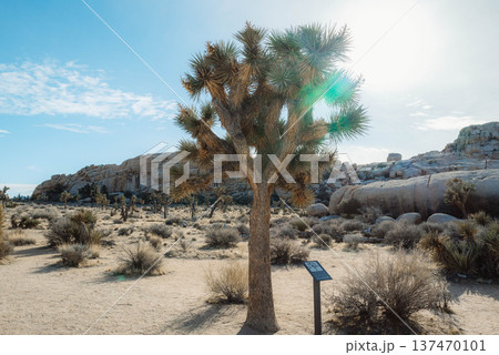 ジョシュアパワー#33 137470101