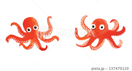 蛸 タコ 蛸 タコ 137470120