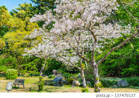 埼玉 桜咲く岩槻城址公園 埼玉 桜咲く岩槻城址公園 137470137