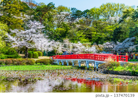 埼玉 桜咲く岩槻城址公園 137470139